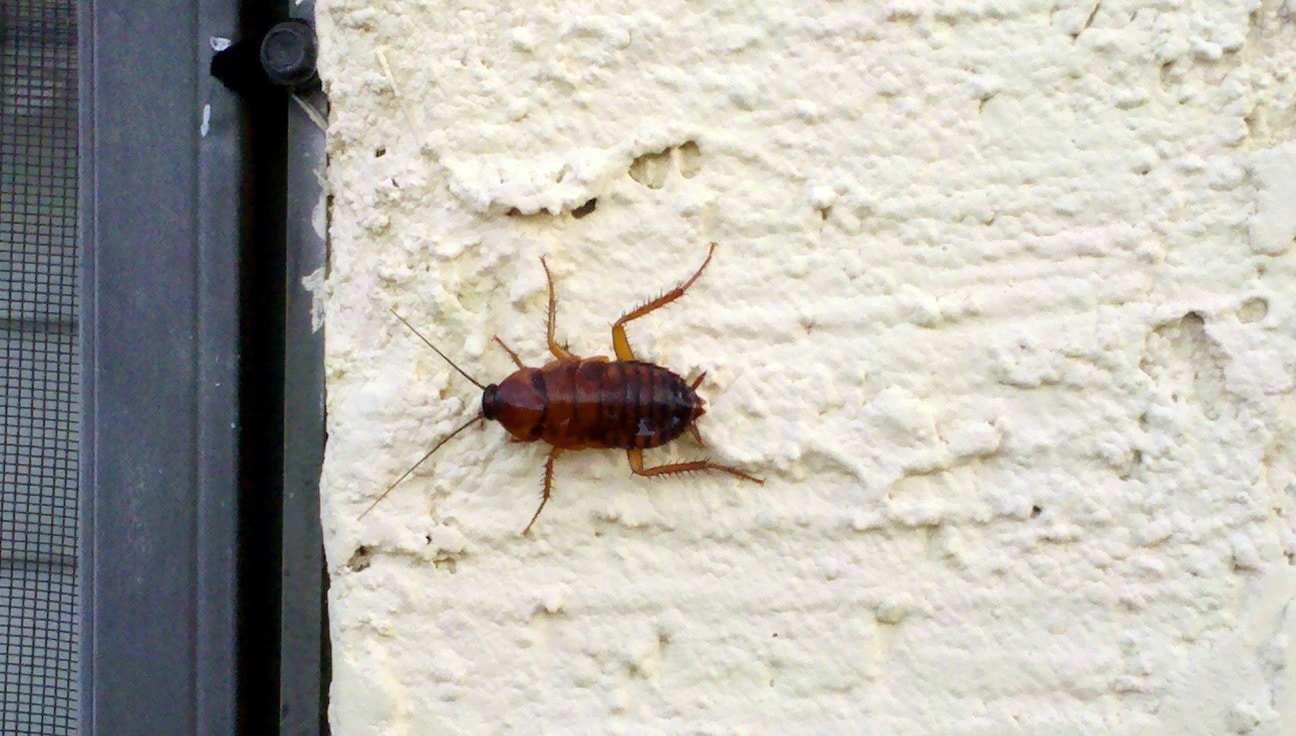 How to Make a Homemade Cockroach Trap - Green Pest Solutions