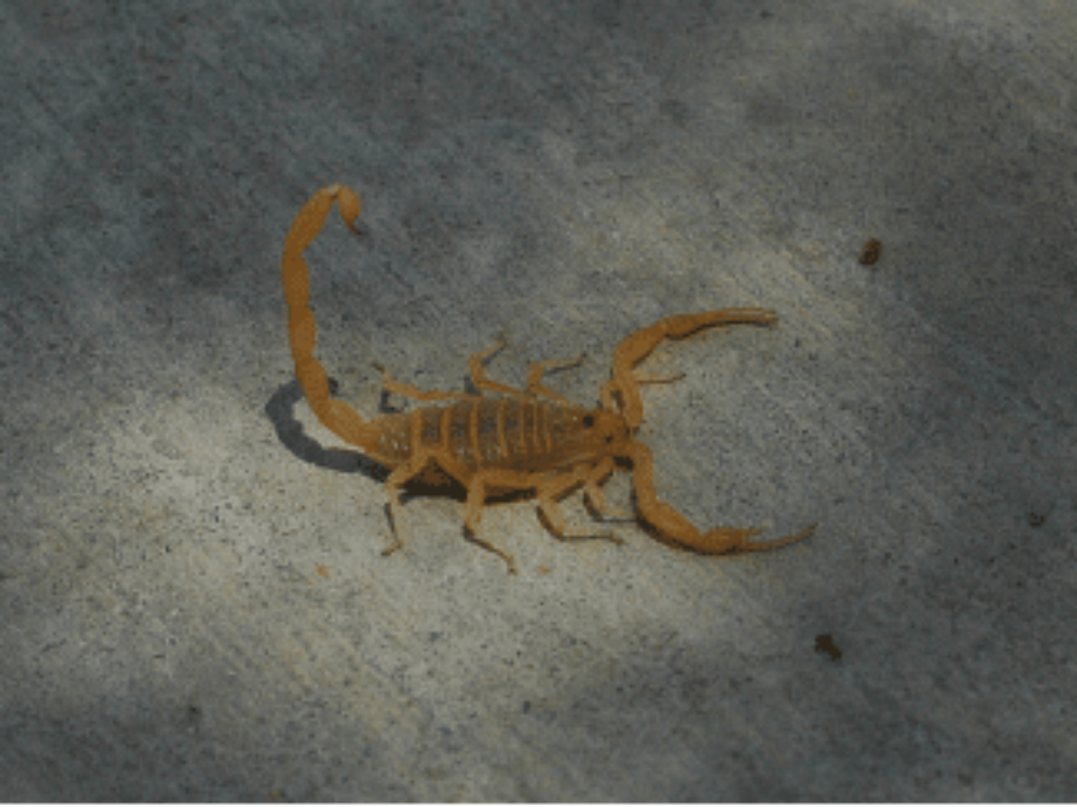 4 things Arizonans should know heading into scorpion season - AZ