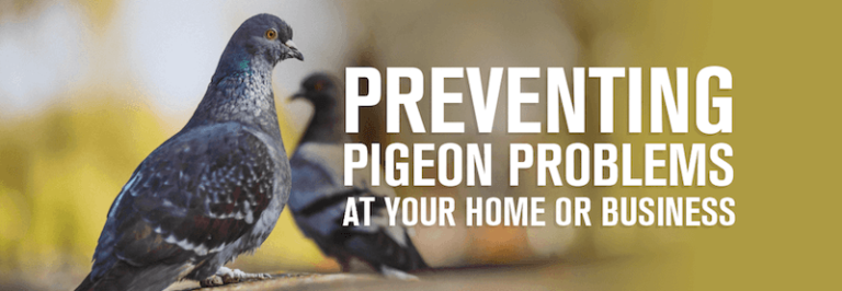 Preventing pigeon problems at your home or business