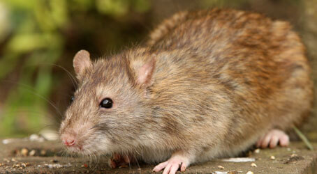 Rodent Control in Phoenix, Arizona | KY-KO Pest | Mice, Rats & Roof Rats