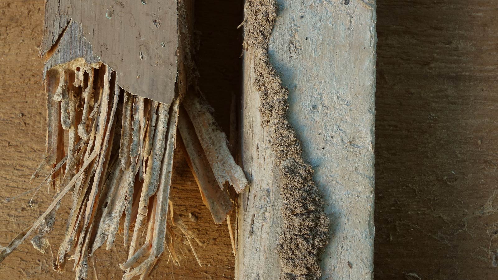 Termite Season: When To Begin Spotting Infestation Signs - KY-KO Pest ...